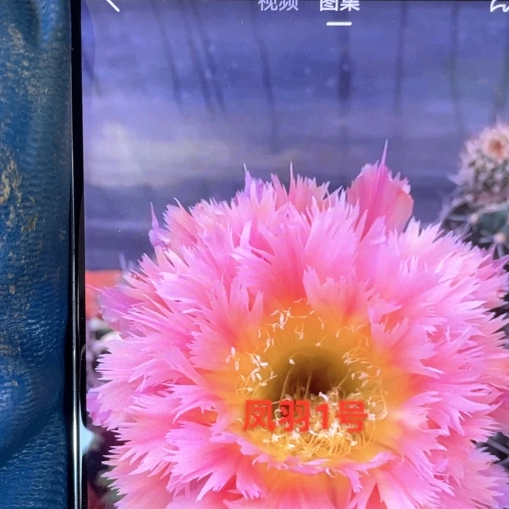 彩草凤羽1号6公分以上满18包邮