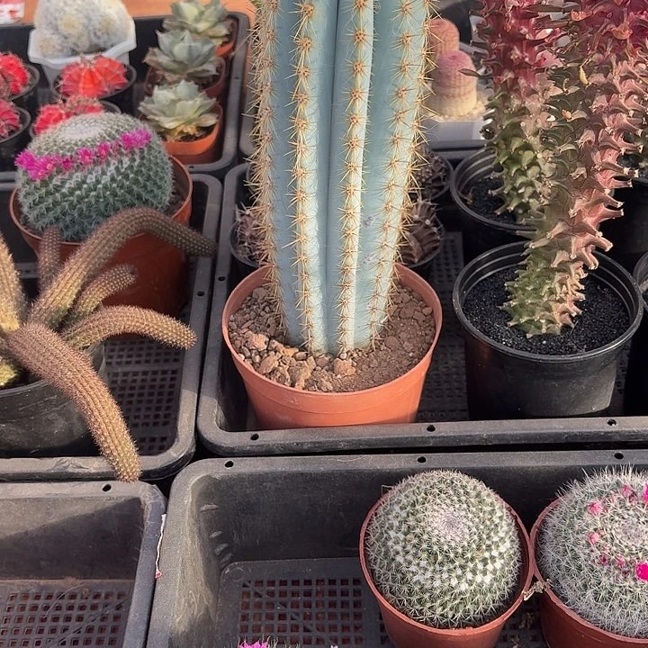 如*蓝柱仙人球仙人球