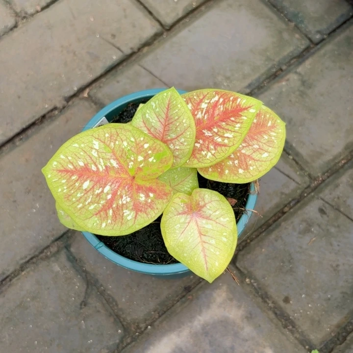 泰国彩叶芋62-0803