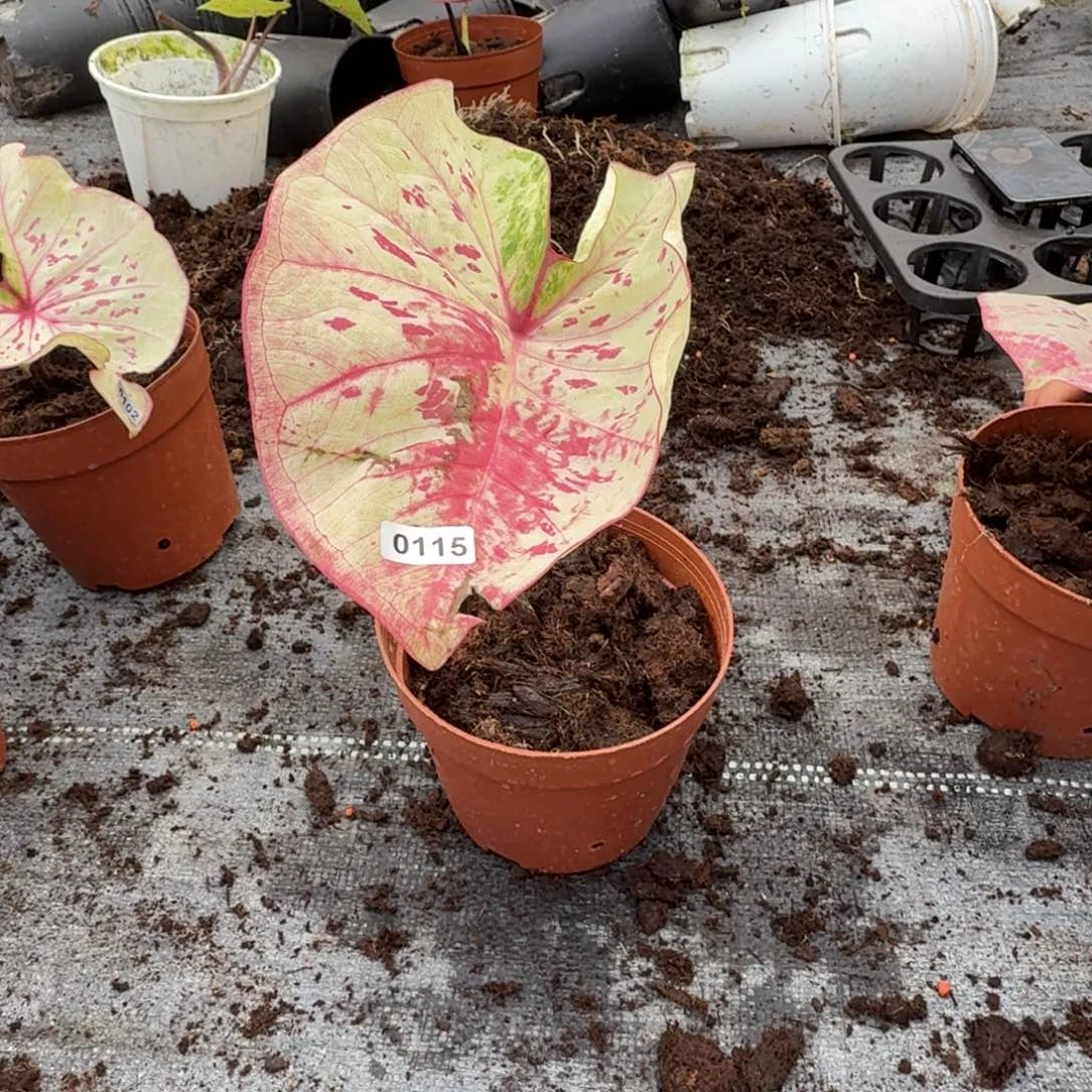 笑***️无花朵丹霞球  不保叶0115