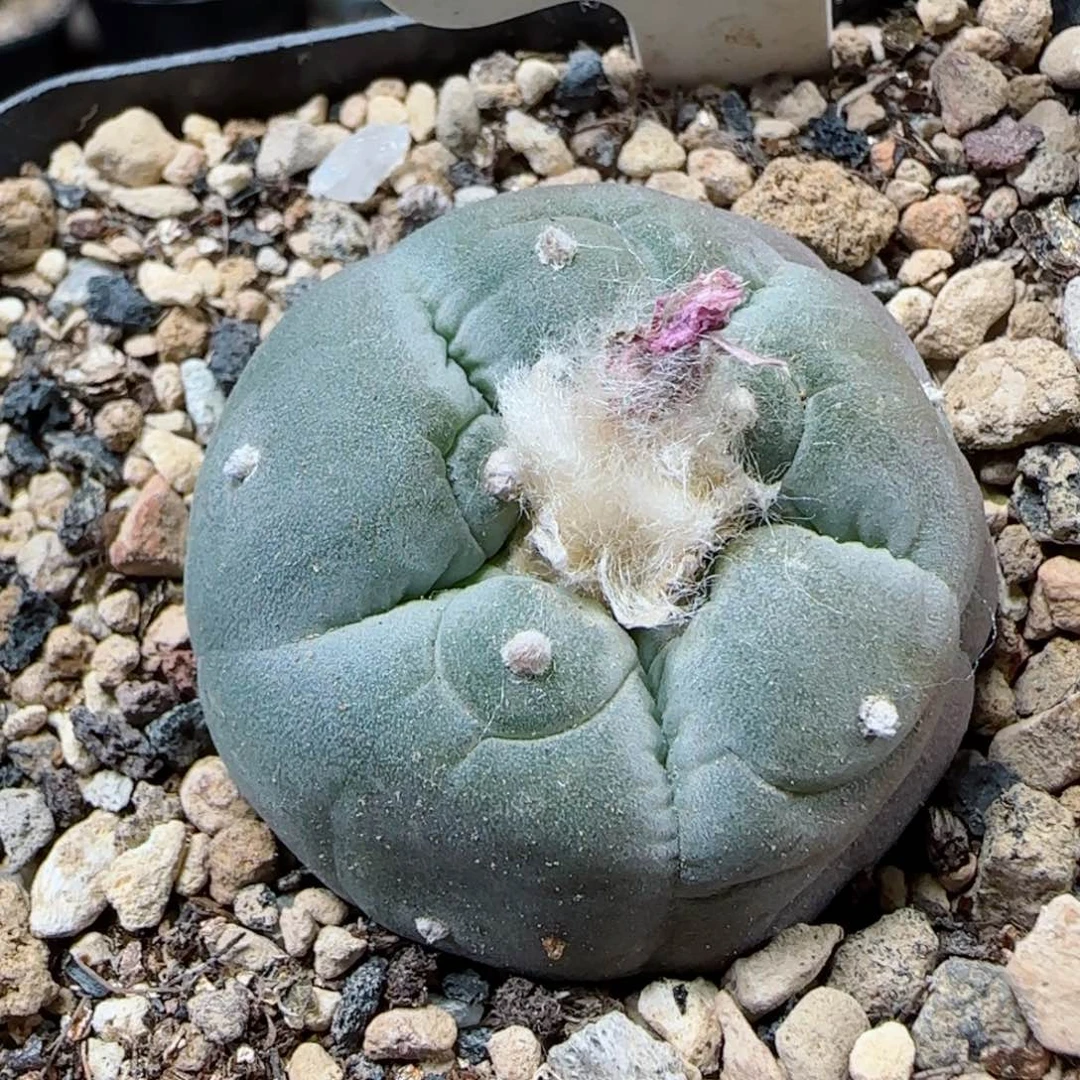 实生草球多肉00000