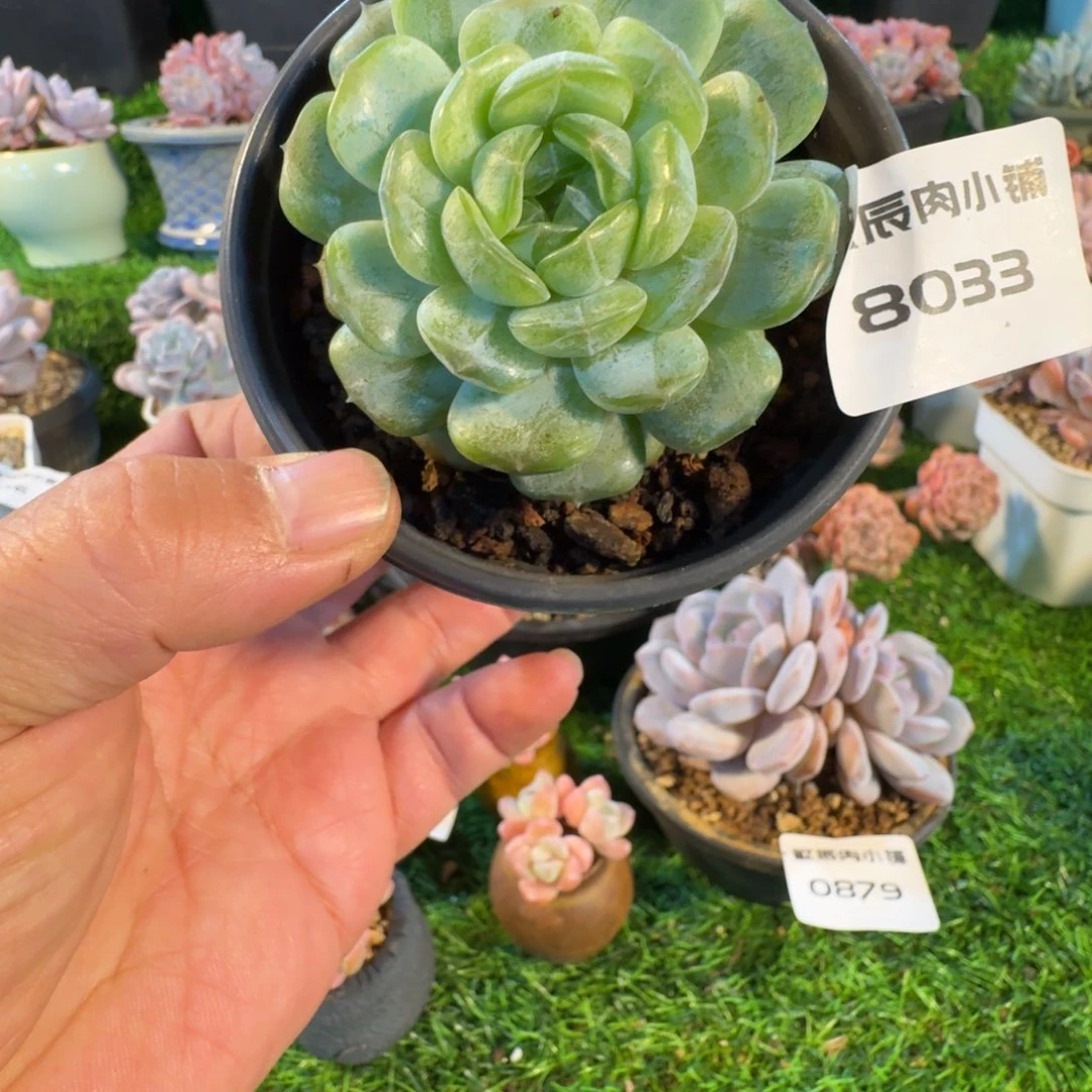 多肉植物白恋8033