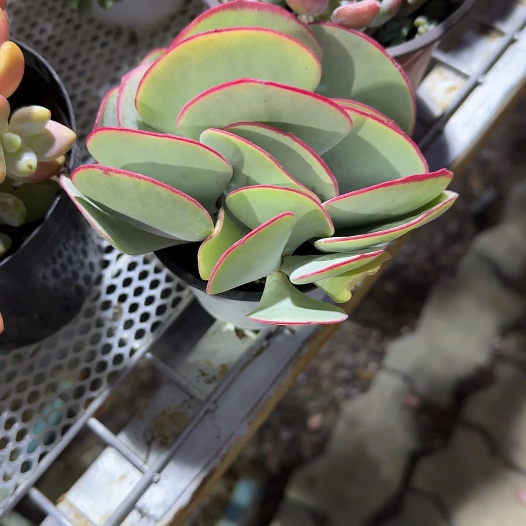 白眉群生多肉植物