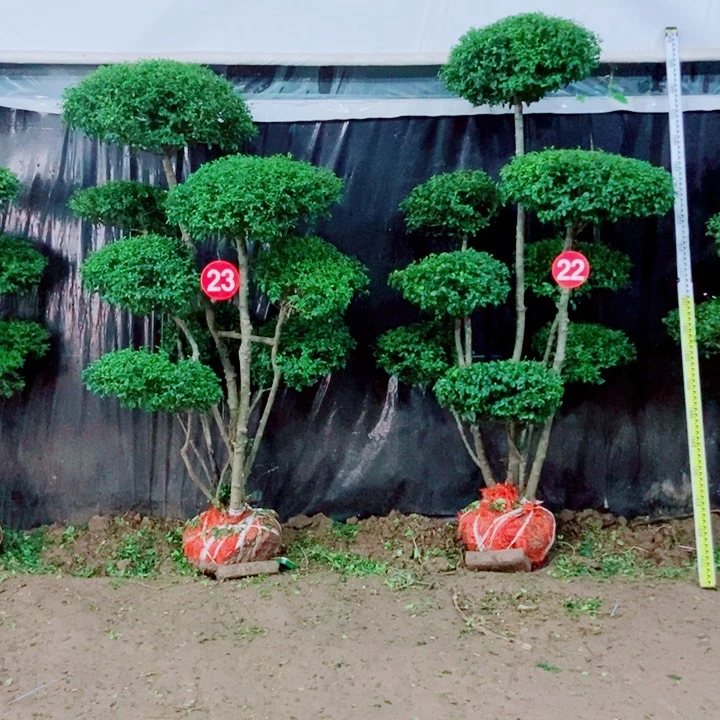 不开花植物一物一拍一对一对