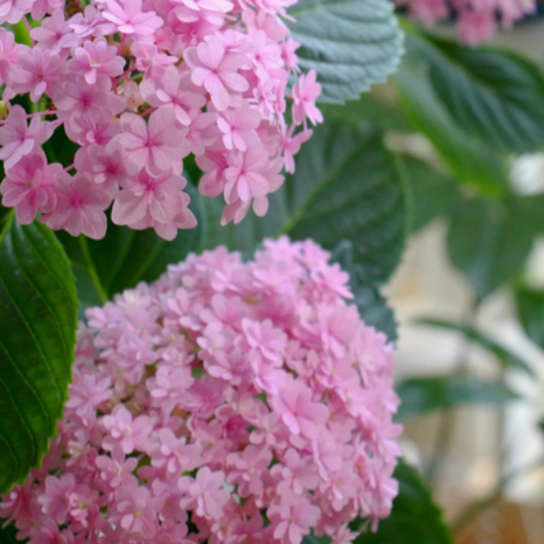 花手鞠  三加仑露天绣球老桩阳台庭院可盆栽地栽