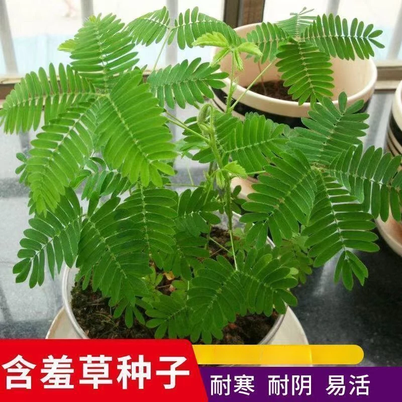 含羞草种子小盆栽植物种籽室内绿植草籽草种四季害羞草孑