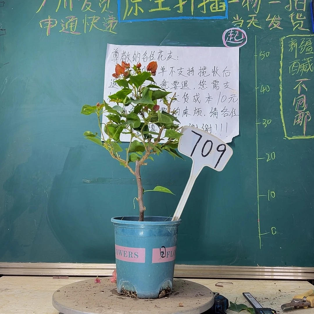 当前无花栽培后可以开花 福利 落日  709