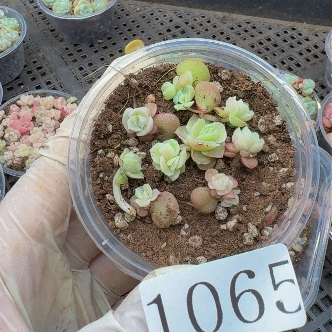 多肉植物多肉植物1065