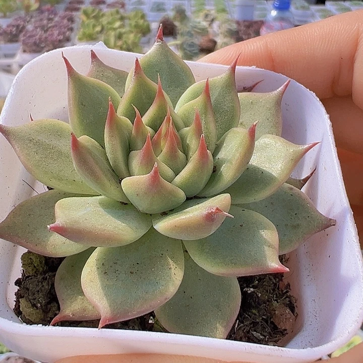 托斯卡19包邮多肉植物