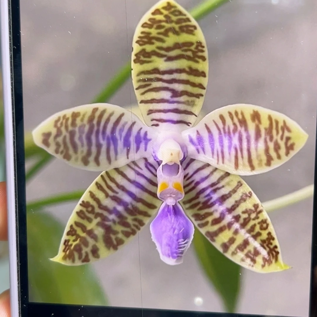 当前无花栽培后可以开花蓝路德分生带花剑