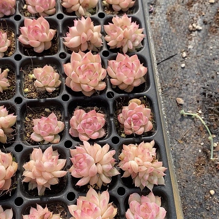 60-64 多肉植物盆栽花卉