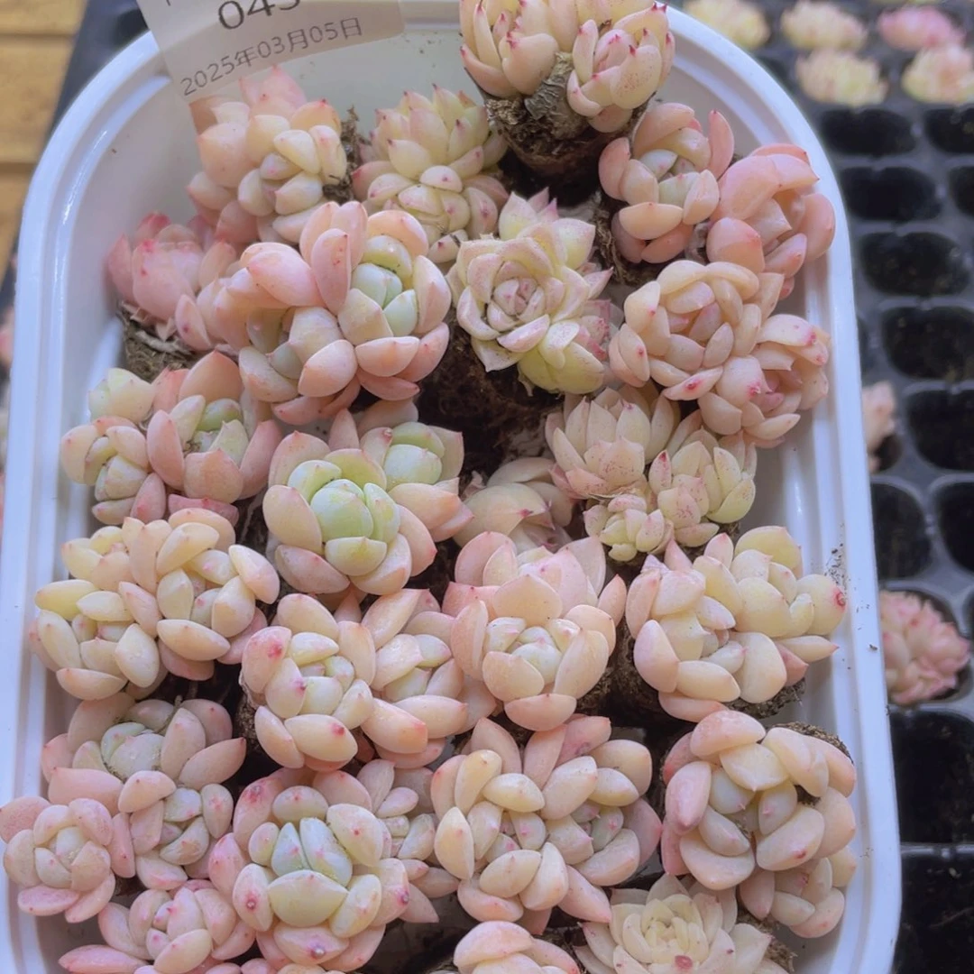 开心快乐幸福043