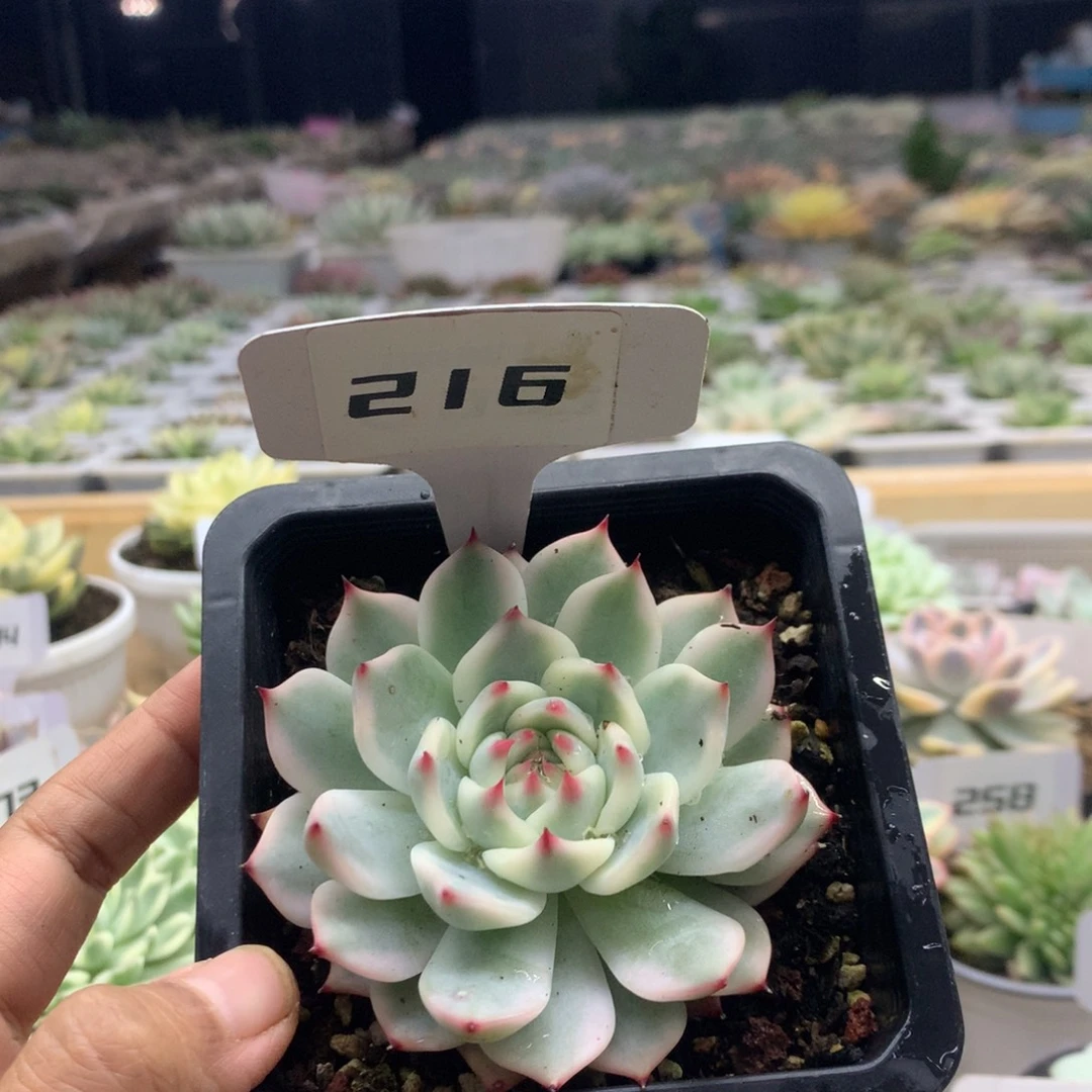 216吉娃娃覆轮锦锦锦锦