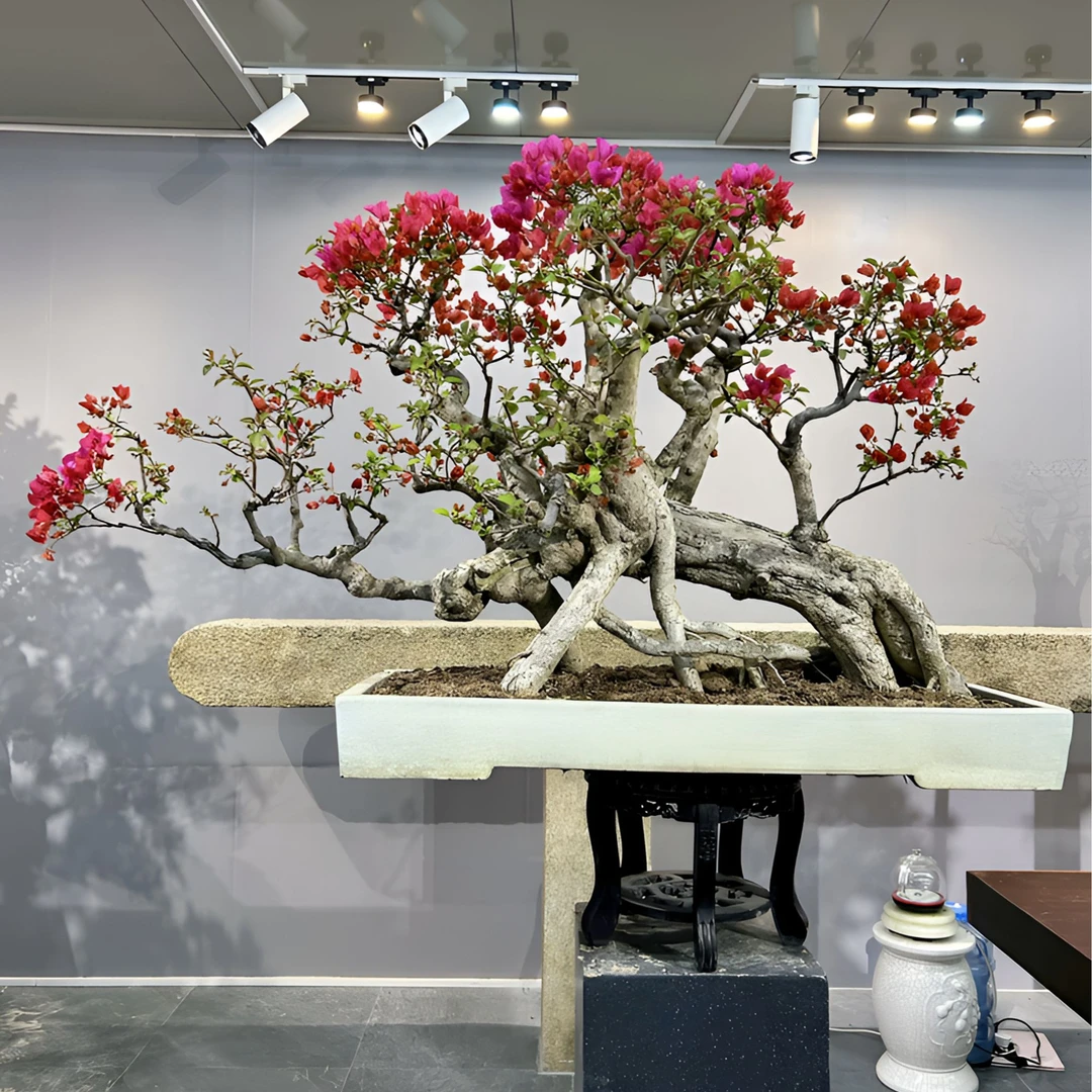 精品老桩同安红三角梅盆景阳台室内茶空间造景摆放