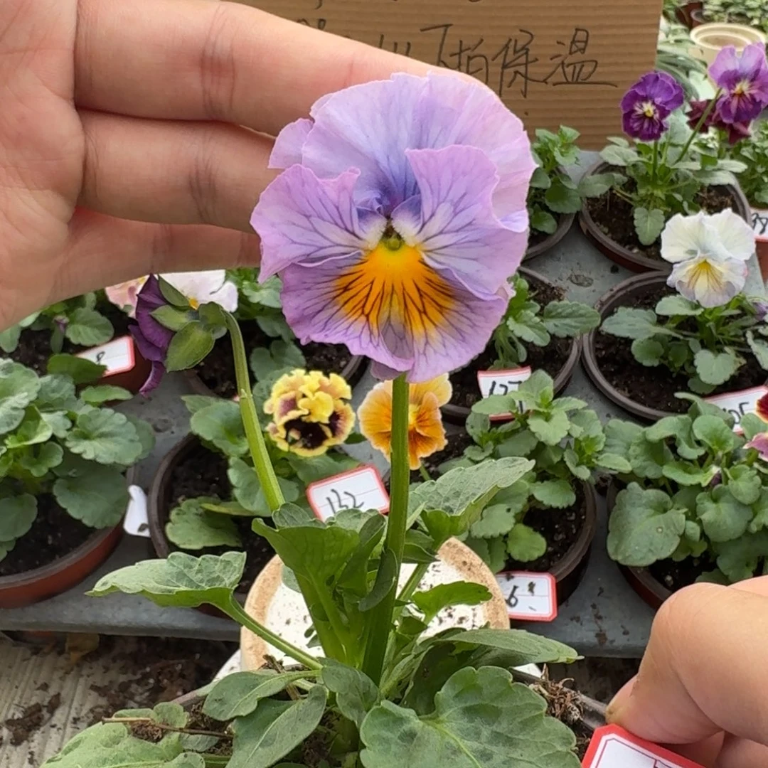 大部分花苞少量开放142