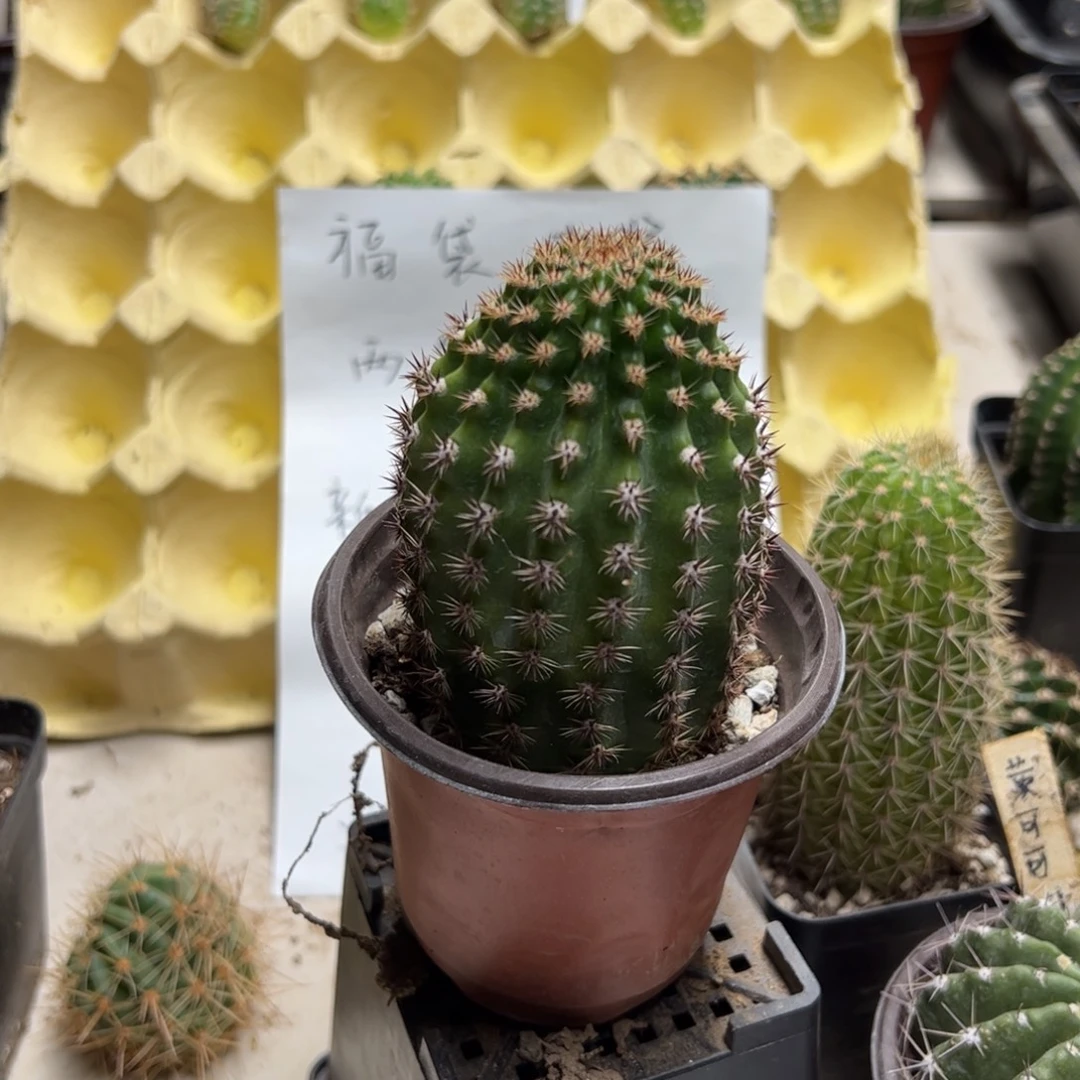 奈何之花瑕疵10元有根