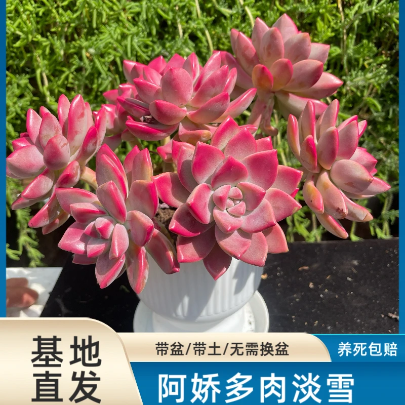 云南多肉植物淡雪送全新树脂花盆和底座新手好养活多肉植物