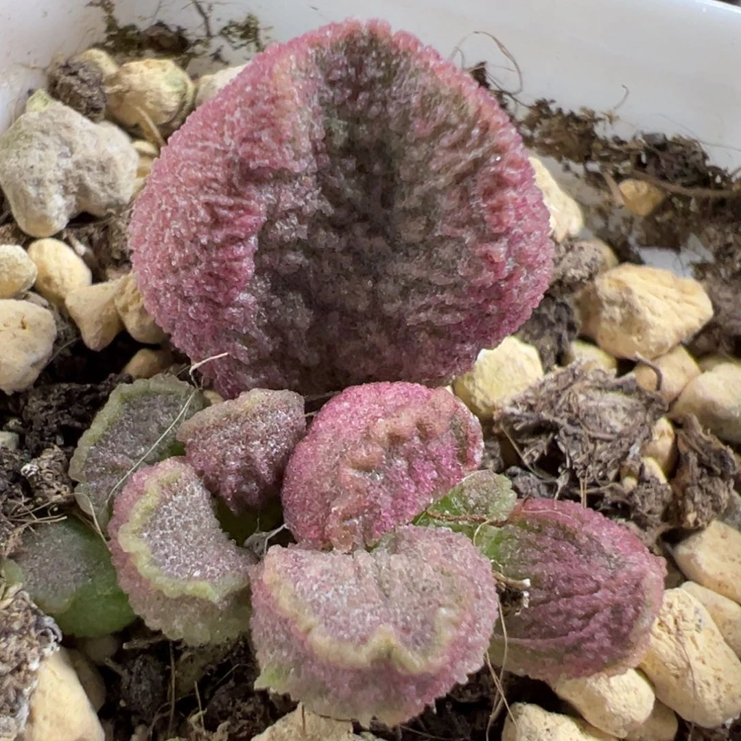 无花朵实生新品大苗多肉植物