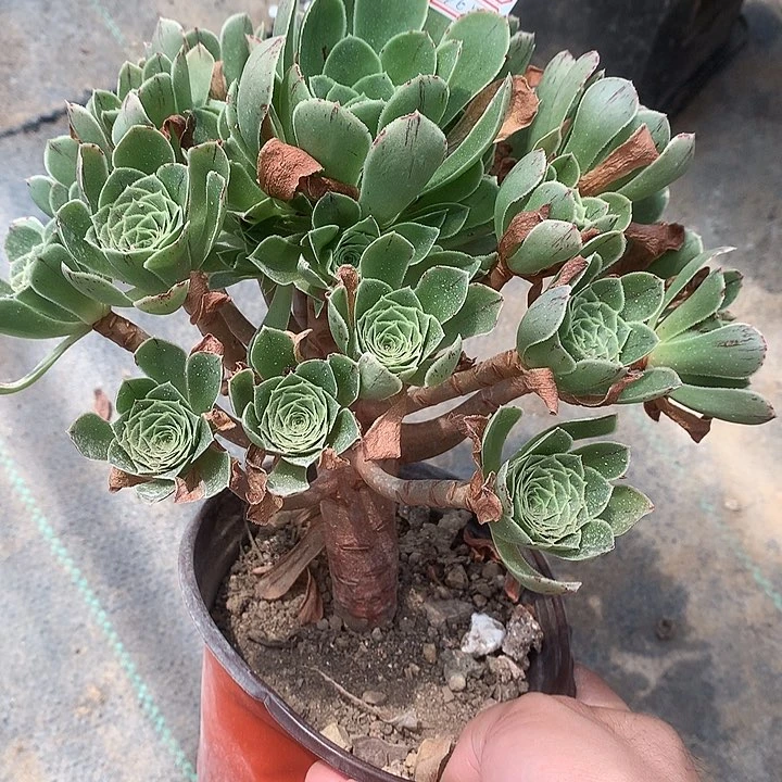 265翡翠玫瑰多肉植物
