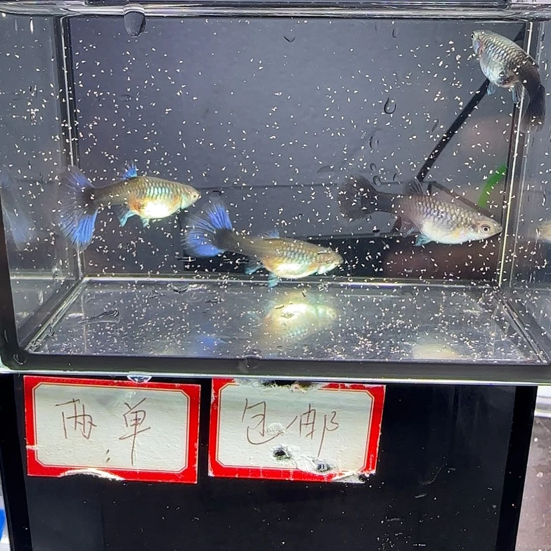 孔雀鱼蓝礼服母鱼四条