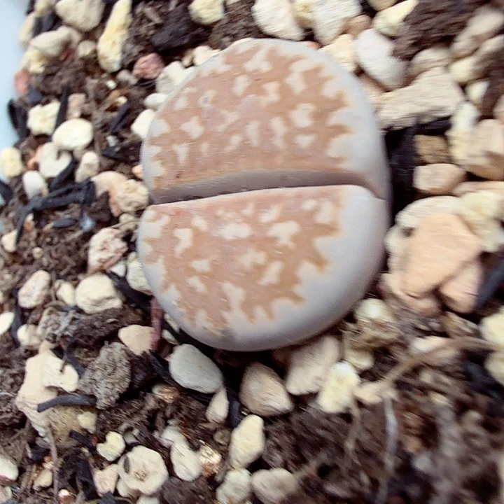 是的哦亲爱呢亲爱的345这个