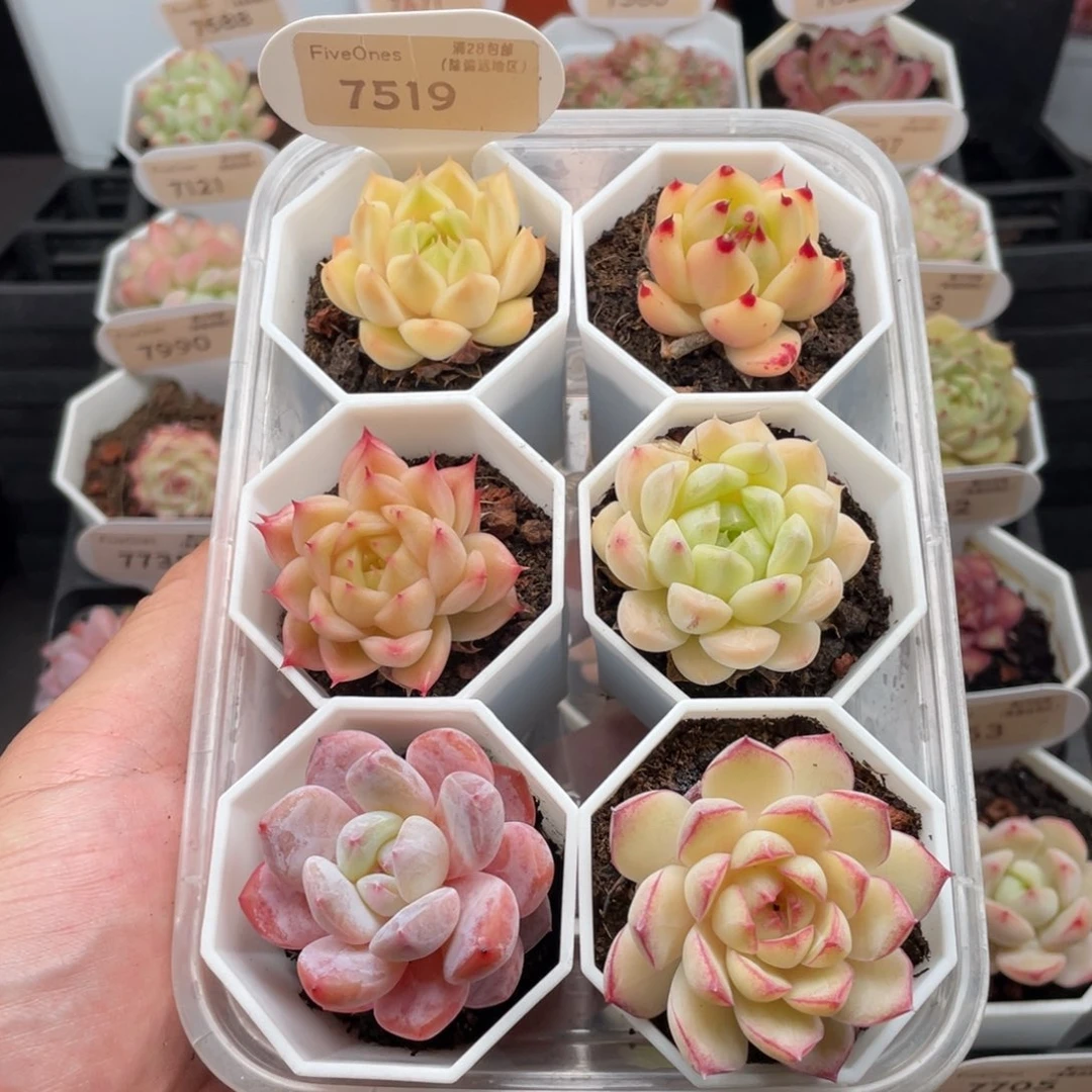 组合套餐共6颗7519