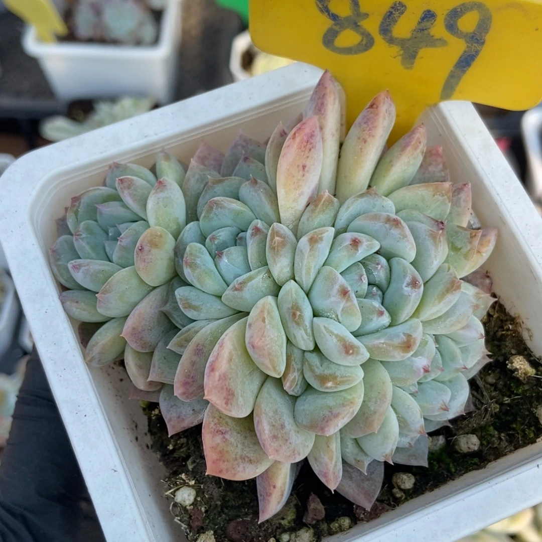 849冰魄多肉植物多肉