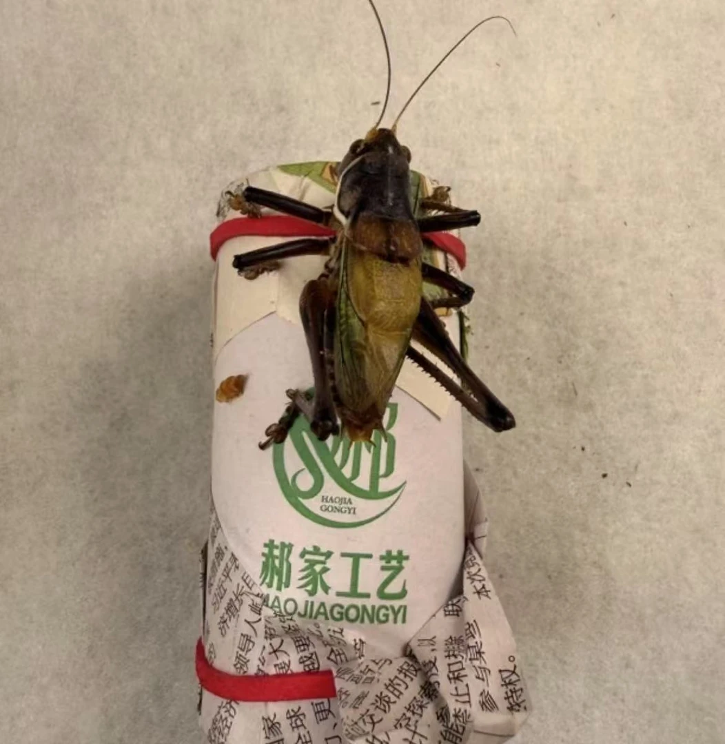 郝建伟精品中包蝈蝈纸筒（顺丰包邮 偏远地区不包邮）