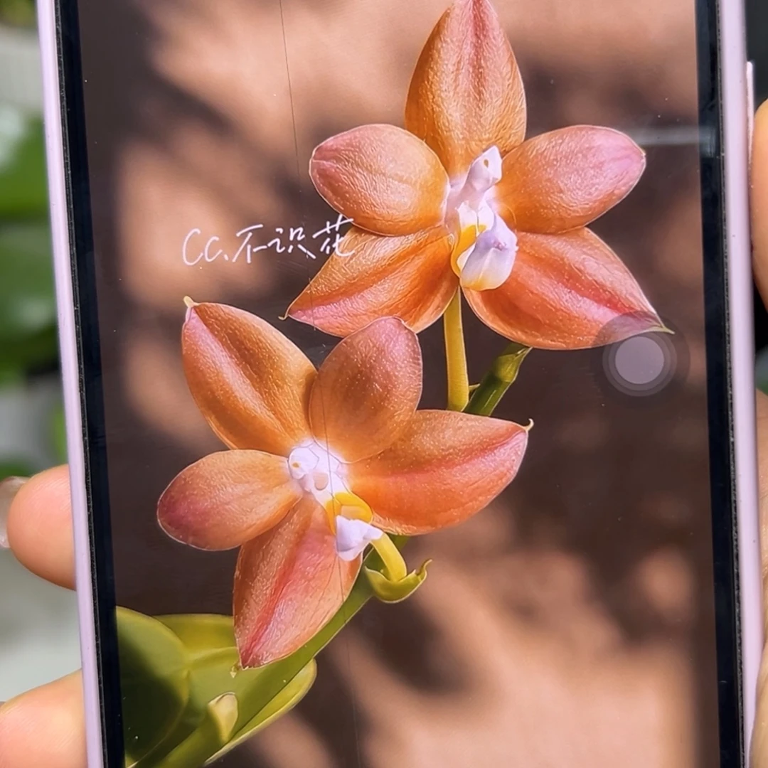 当前无花栽培后可以开花罗拉熊王
