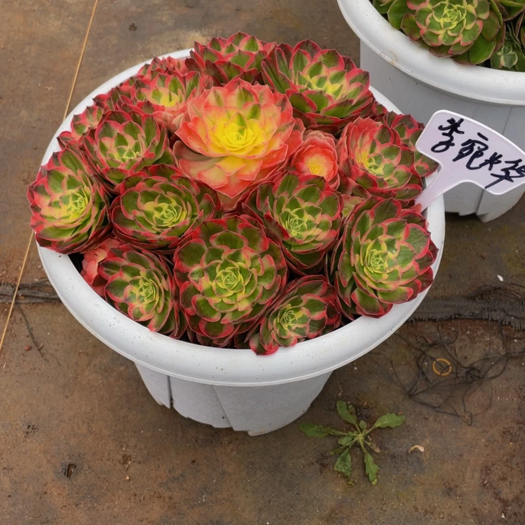 李***烨【通用】万圣节系列群生多肉植物万老桩大手捧精品多肉