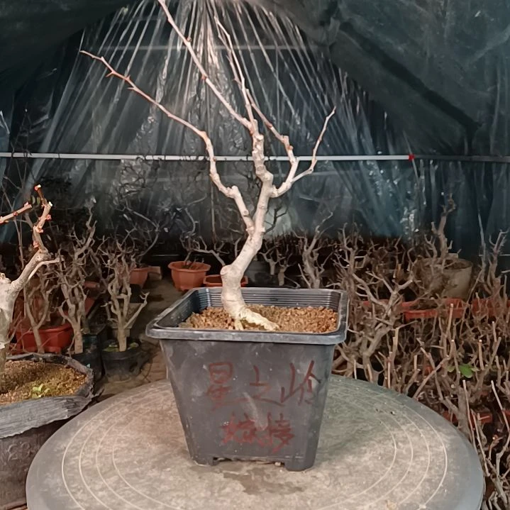 当前无花朵，栽培后可花朵