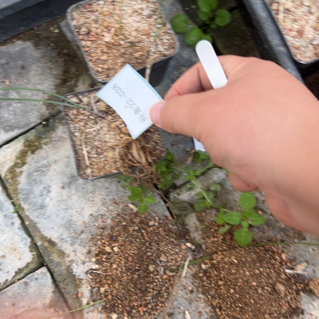 ****22-28肉锥多肉植物大战