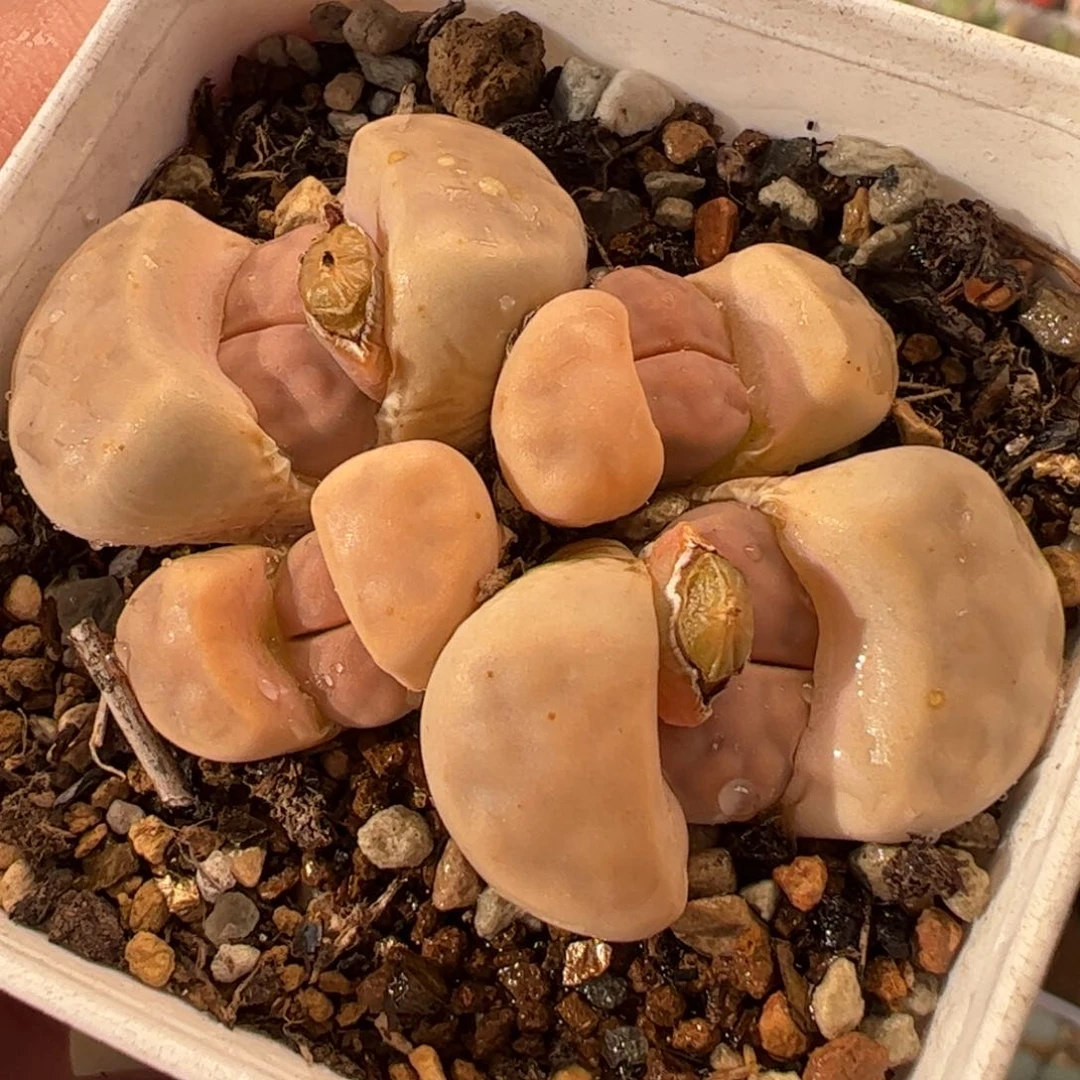 113多肉植物百科