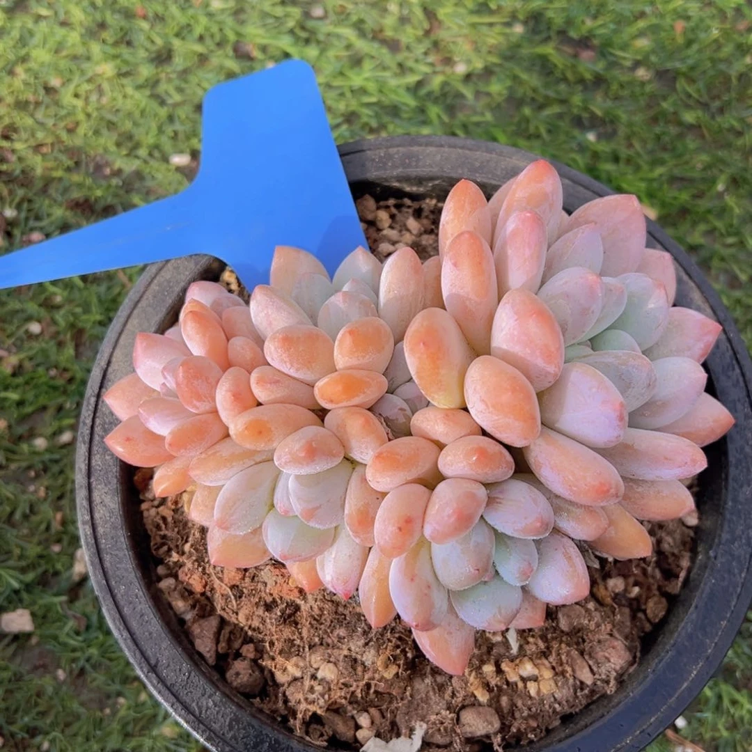 香玉的故事是一个人的故事