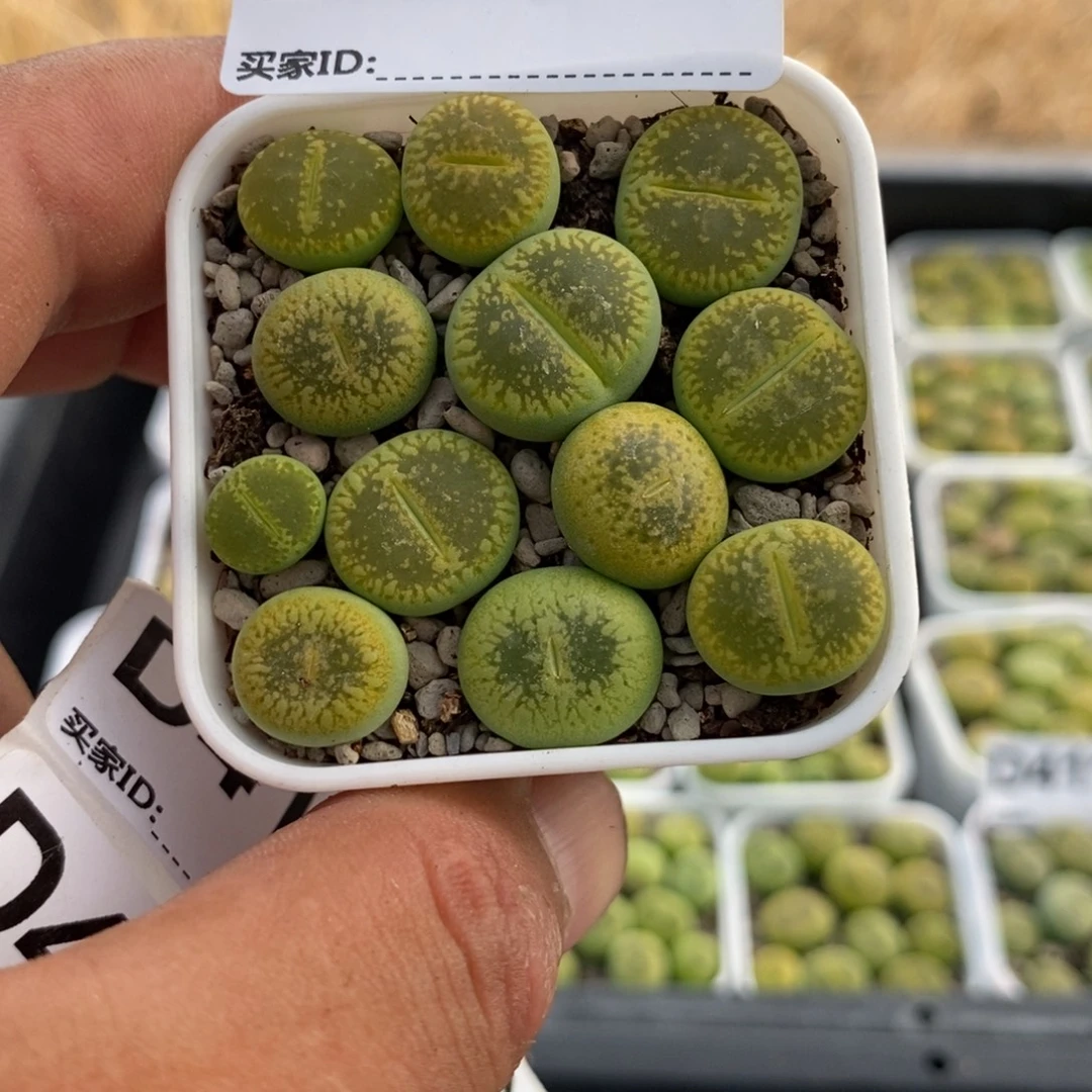 4122 直播间一物一拍