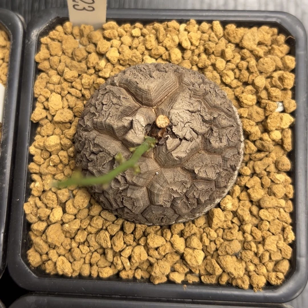 精品盆栽养定的龟甲龙323号