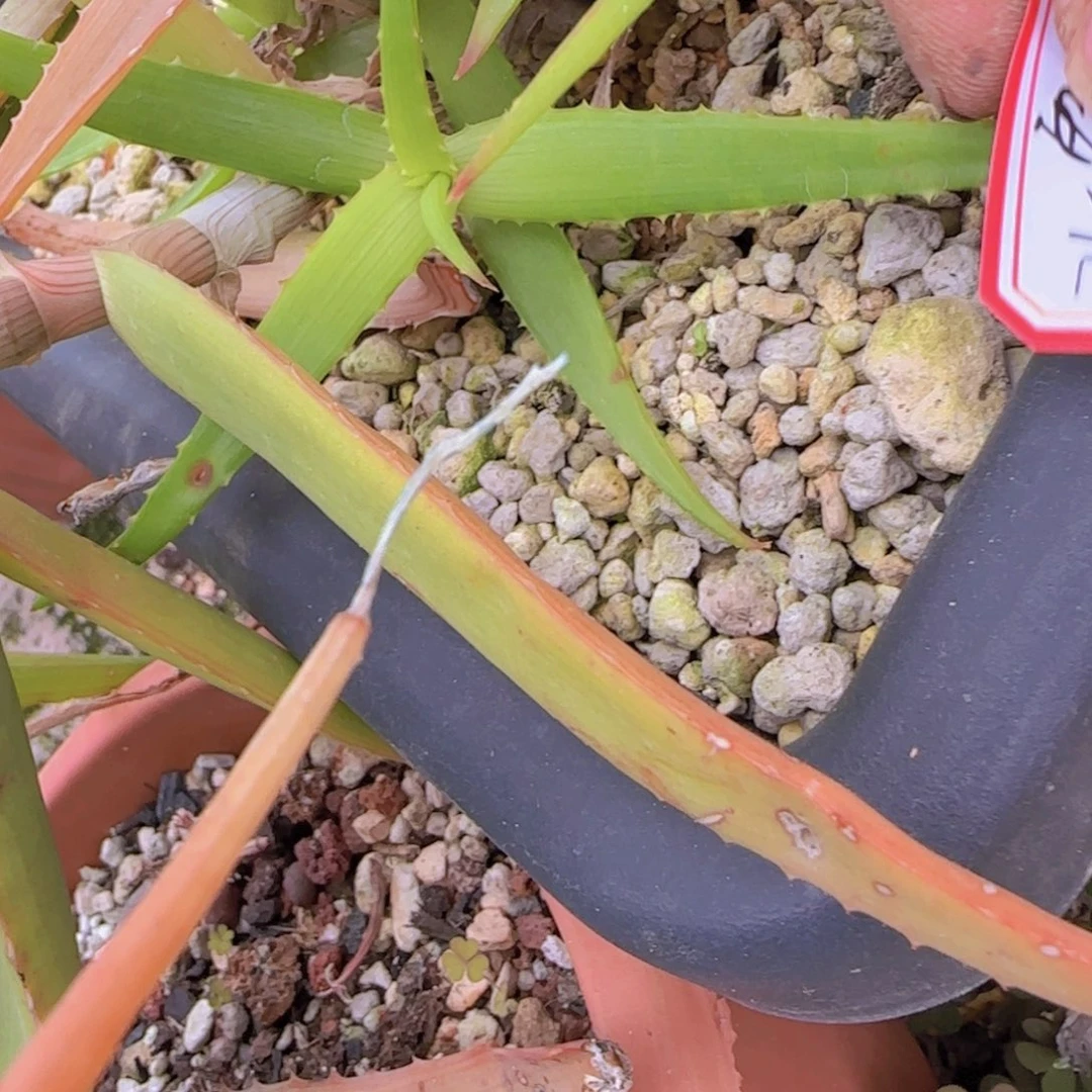 鹏*天块根植物块根植物块根植物