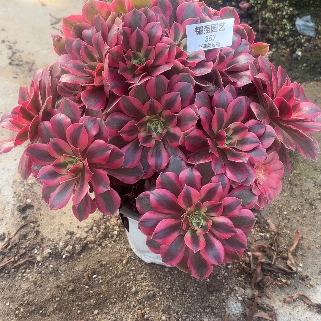 女妖多肉植物大颗357