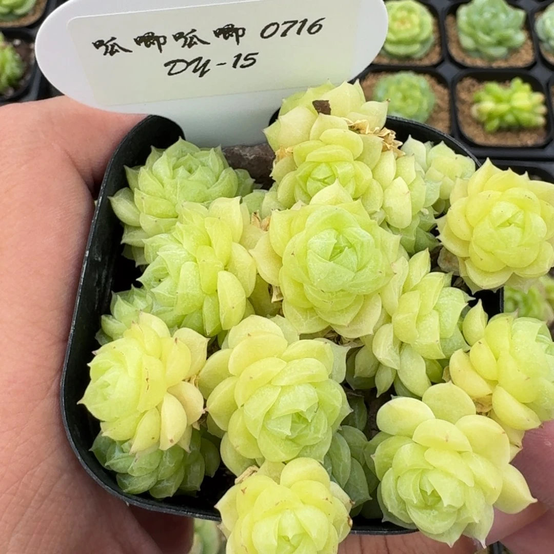 0716-15-麦秆群（不包整）