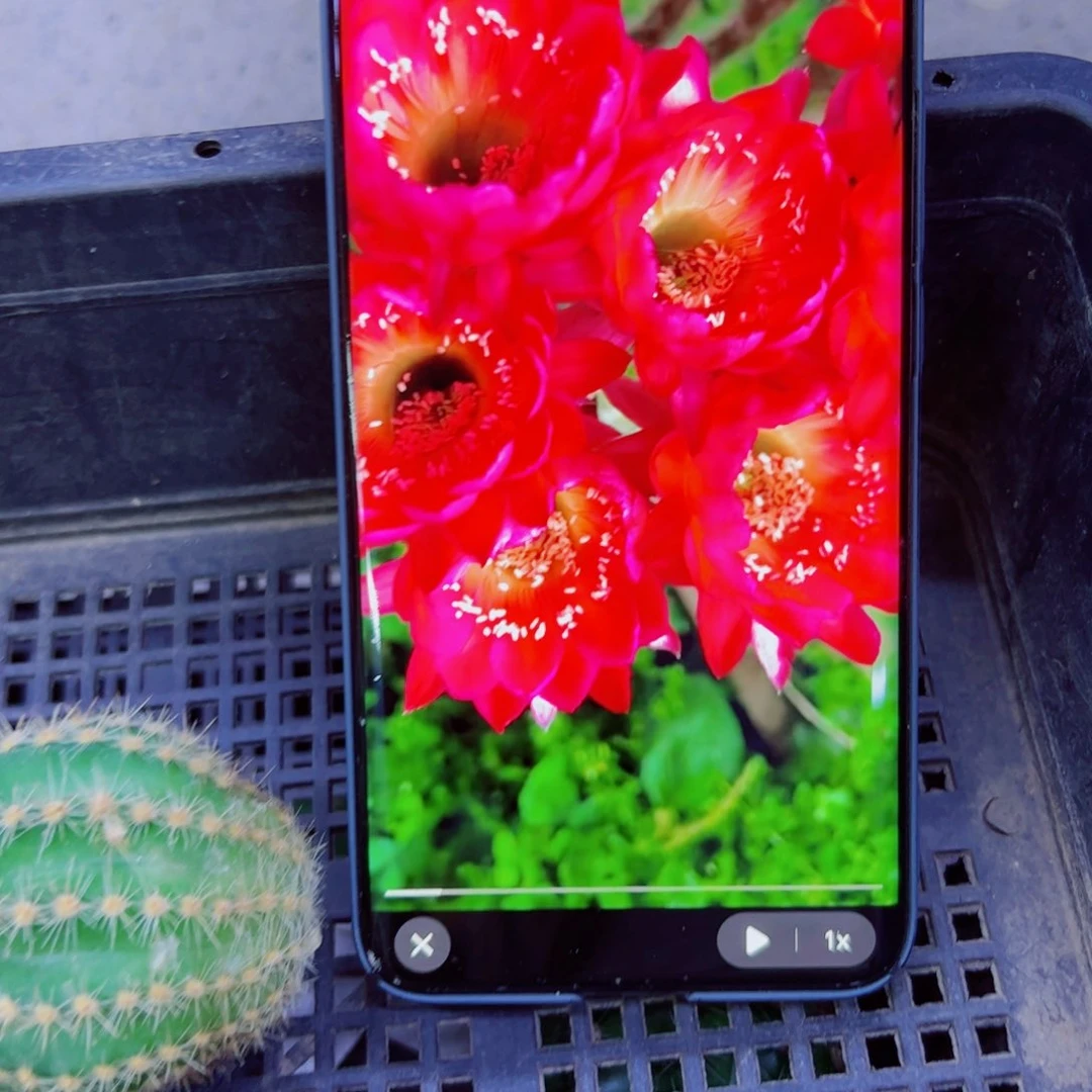 下81彩草宝莲灯歪无根侧芽4公分左右20包邮