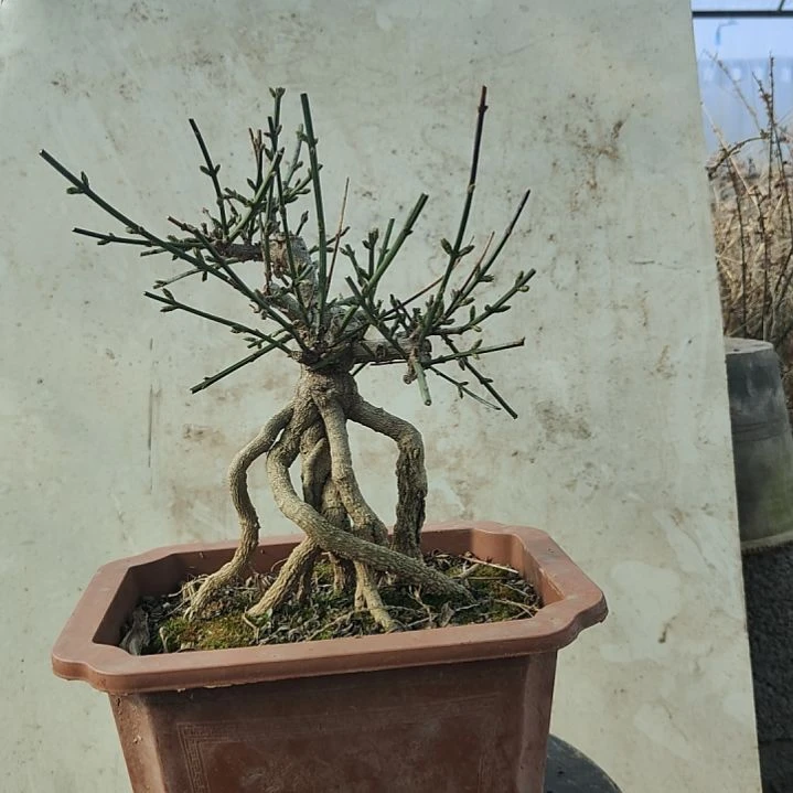 当前无花朵，栽培后可花朵