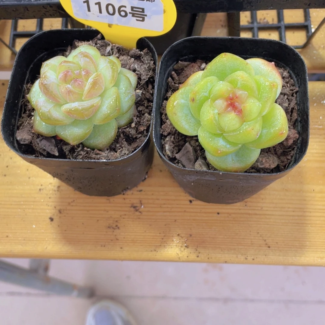 1106号 厚叶孤品珍妮加琥珀