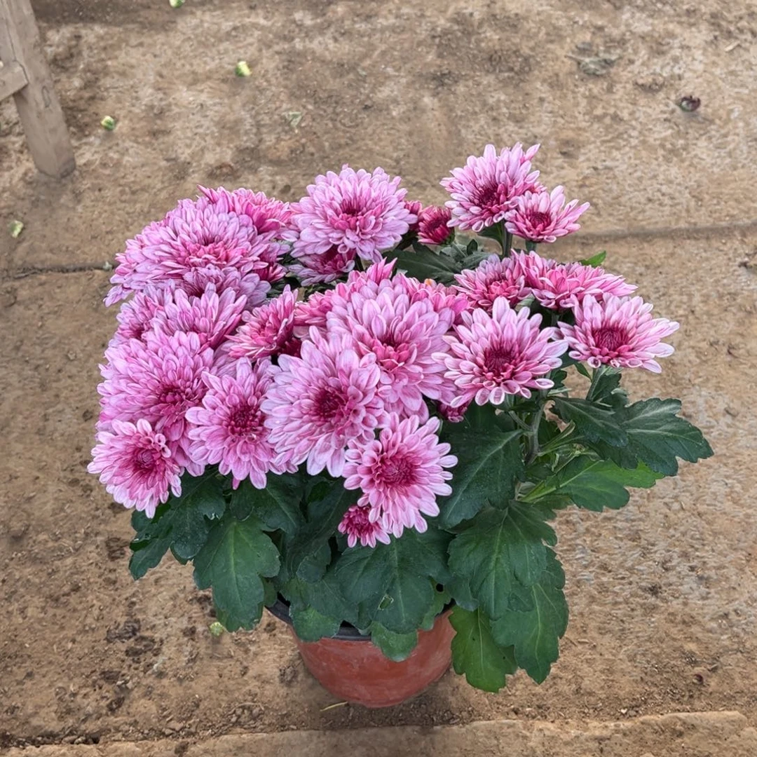 完全开放荷兰菊原盆发