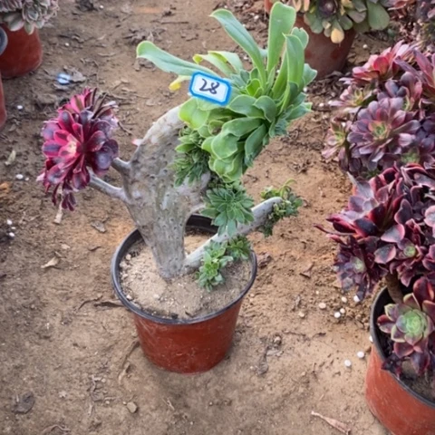 原始绿缀嫁接一物一拍