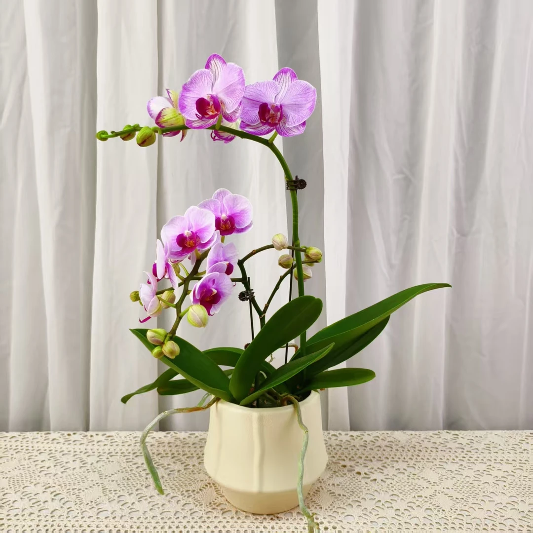 国华优选【蜜桃宝贝】蝴蝶兰轻奢绿植花卉艺术高级盆栽植株好养