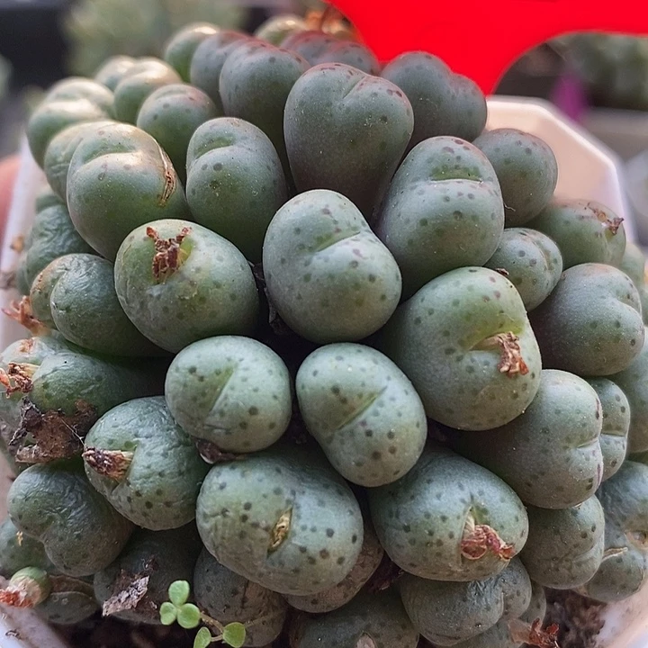 今天晚上你有安排了2022