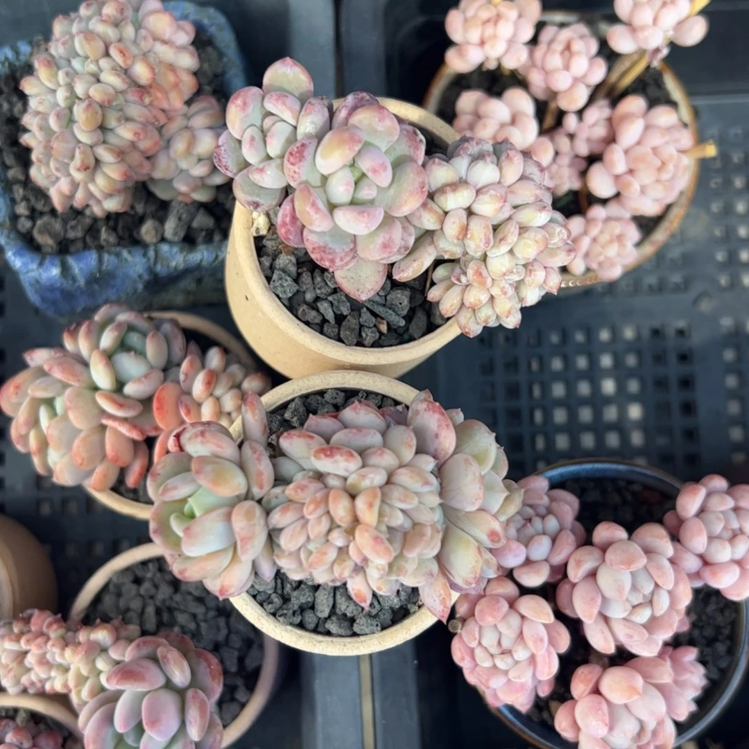 多肉植物多的植物