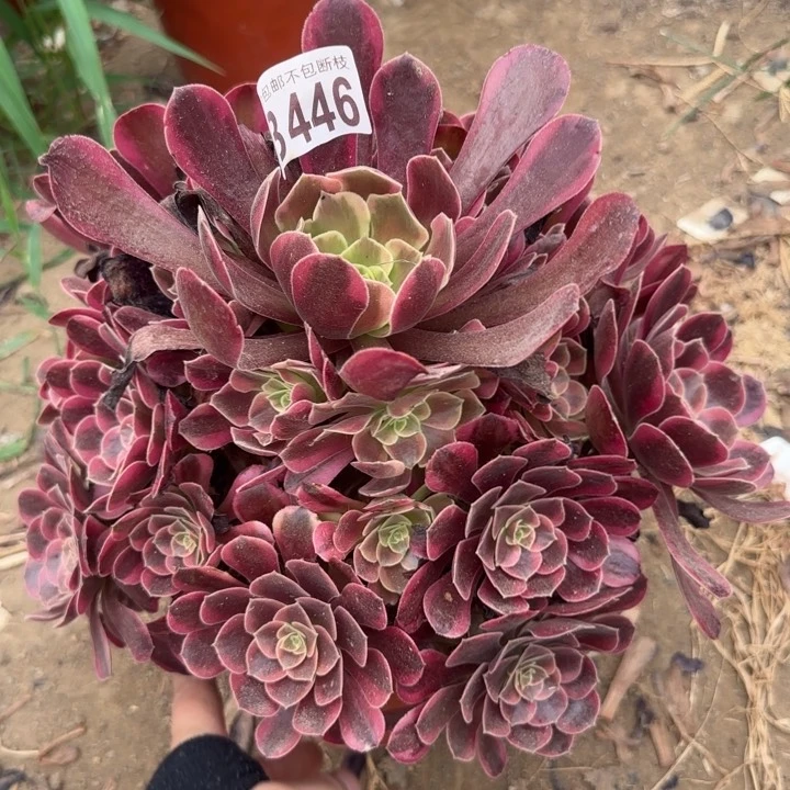 凤冠……多肉植物……