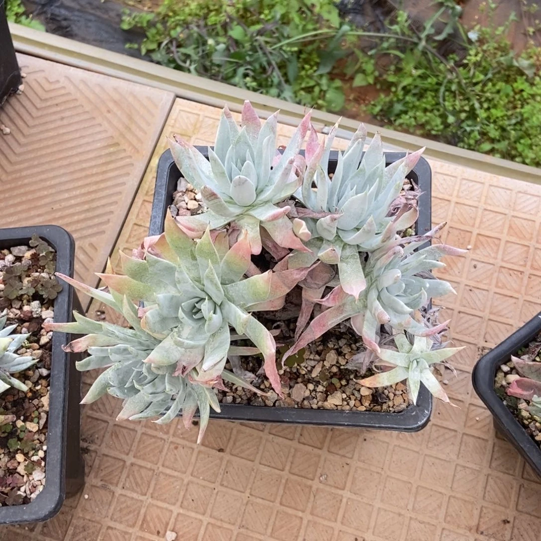 苹果叶雪山二代缀