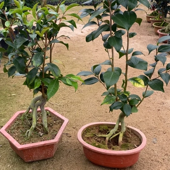 当前无花栽培后可以开花